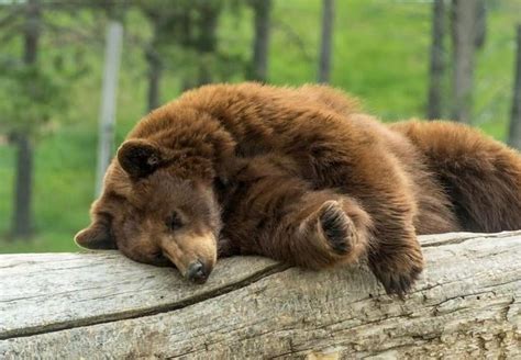 Sleeping Grizzly Bear : r/Sleepinganimals