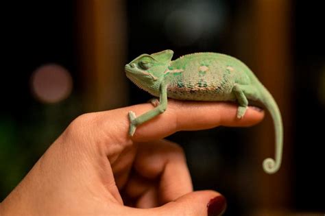 300 Chameleon Names From Cool to Cute | LoveToKnow Pets