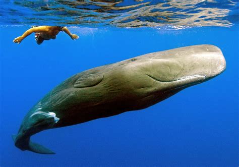 Sperm whale | Wild Life World