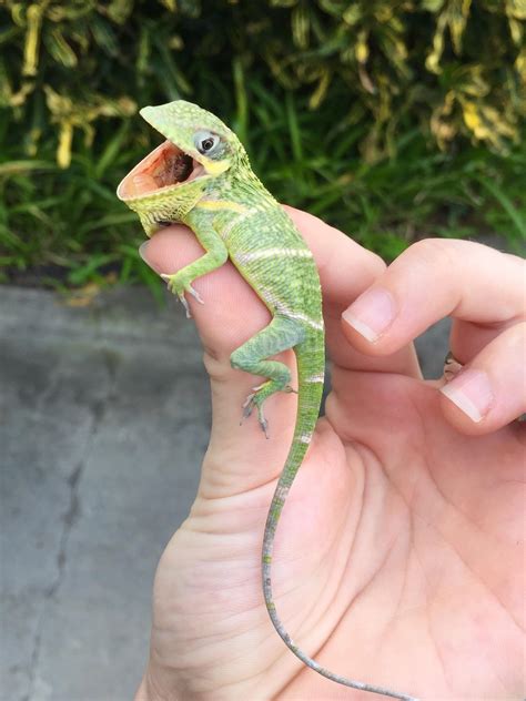 Cuban Knight Anole – Exotic Pets