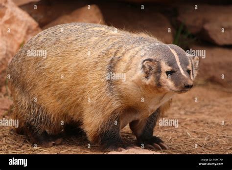 American badger closeup Stock Photo - Alamy