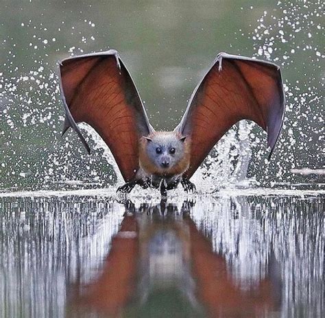 🔥 Flying Fox Bat 🔥 About 65 bat species found on tropical islands from ...