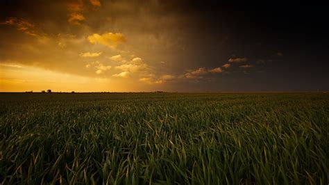 Corn Field Wallpapers - Wallpaper Cave