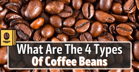 The 4 Different Types Of Coffee Beans Explained