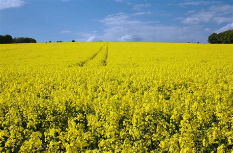 Rapeseed field by SimonConway on DeviantArt