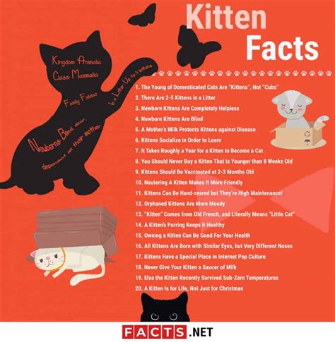 Top 20 Kitten Facts - Birth, Behavior, Development & More - Facts.net