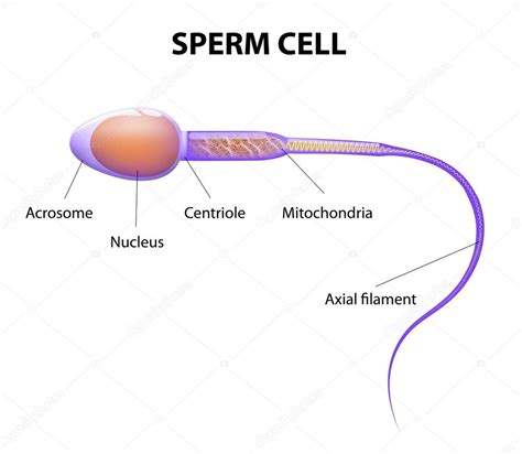 Structure of a sperm cell Stock Vector Image by ©edesignua #52306313