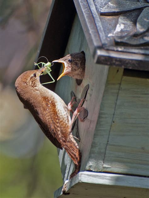 Feeding baby birds – Our Habitat Garden