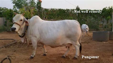 World’s Shortest Desi Cow Breed “Punganur” And Its Milk Benefits - Nat Well Remedy