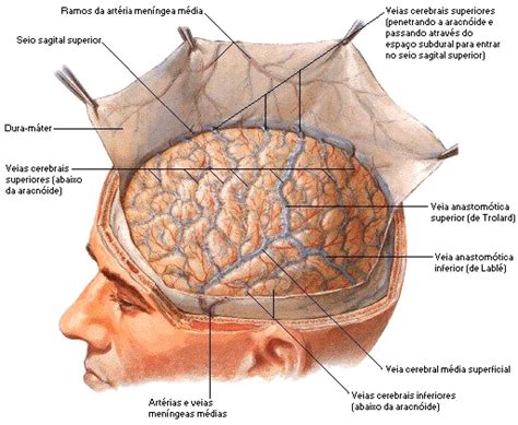 "Cranial Dura Mater" Anatomy Atlas - Frank H. Netter (American, 1906–1991), surgeon and medical ...