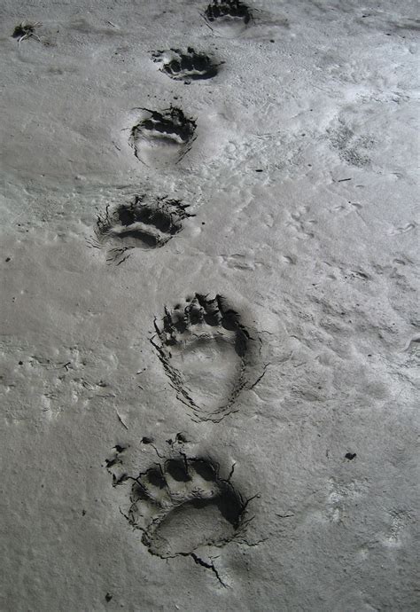 Grizzly paw prints in mud. NOTE: claw marks are visible. | Bear paw ...