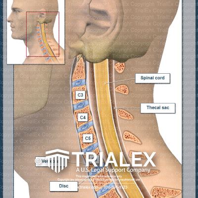 Normal Cervical Spine Anatomy - TrialExhibits Inc.