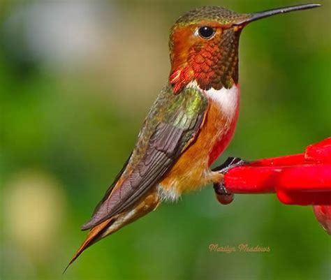 Hummingbird species, with common names, sizes, scientific names and photos