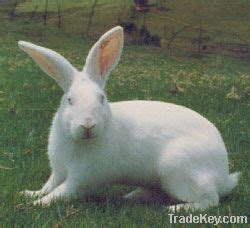 New Zealand White Rabbit By Rabbit Breeders Pty Ltd,