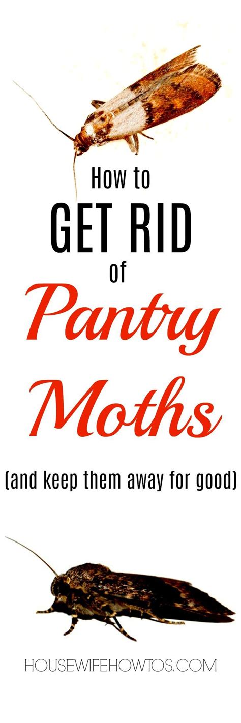 This is How to Get Rid of Pantry Moths Forever | Pantry moths, Clean ...