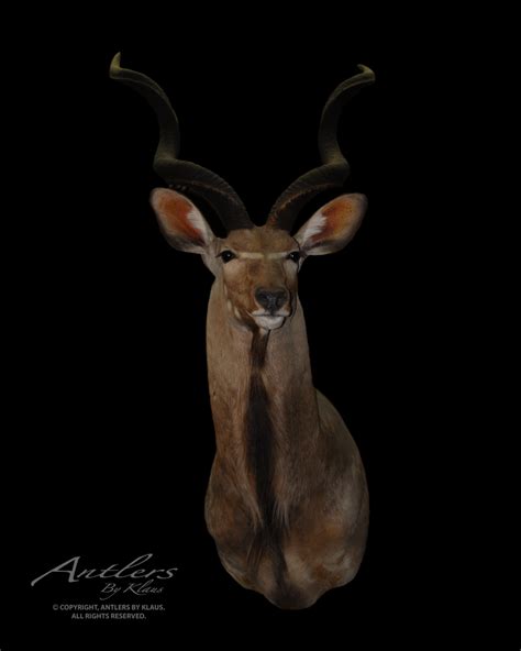 Greater Kudu - Antlers by Klaus