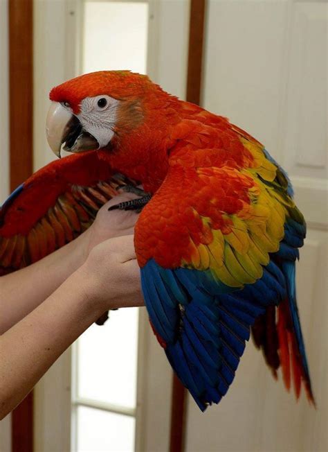 Cheap Scarlet macaw for sale – Novan Bird's For Sale