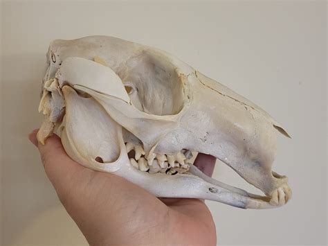 Red Kangaroo Skull #00459 - Craniates Curiosites: Oddity Sales and Restoration