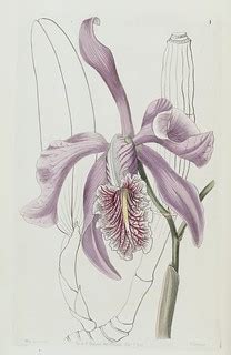 Cattleya maxima. Edwards's Botanical Register vol. 32 (184… | Flickr