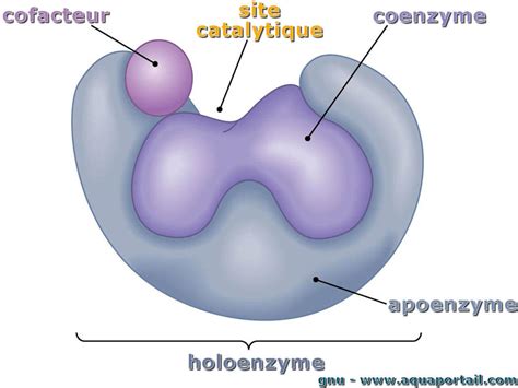 Holoenzyme : définition et explications