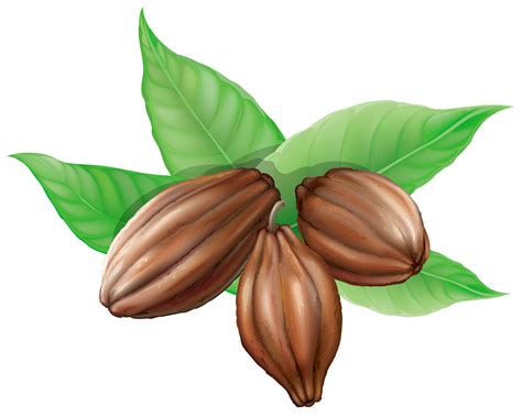 Cacao Beans PNG Image for Free Download