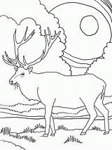 Free Rocky Mountain Elk Coloring Page Download  sketch template
