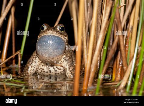 calling male natterjack toad Stock Photo - Alamy