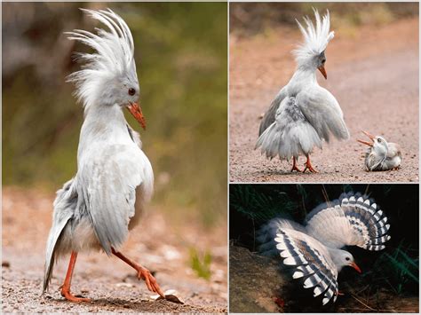 The kagu is a rare, fairly large, flightless bird endemic to New Caledonia. Instead of flight ...