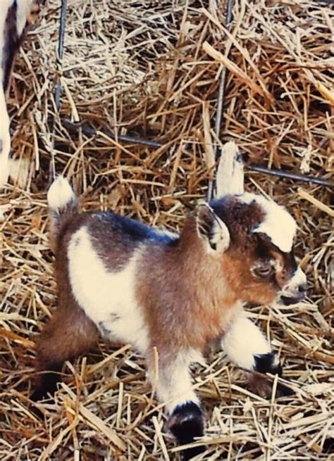 miniature goat OMG so cute! I don't care what brad says I'm buying one ...