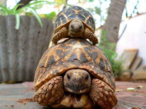 How To Stop Tortoise Getting Bored at Michelle Roybal blog