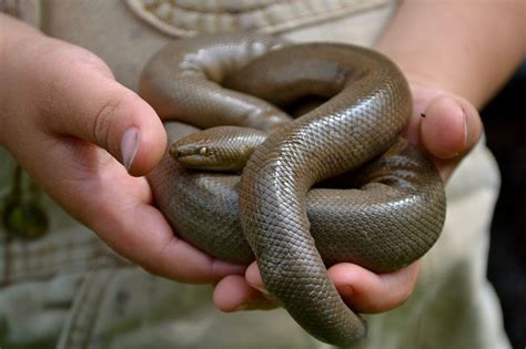 Rubber Boa: Docile Snake with Secretive Behavior