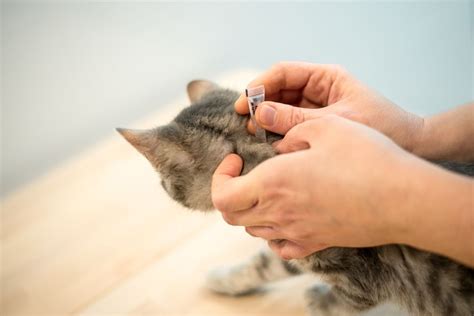 What is the best flea preventative for cats? - Vetster