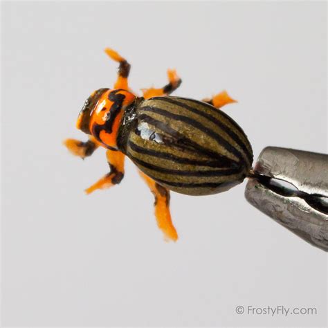 Realistic Colorado Potato Beetle Fly - FrostyFly