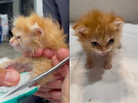 The internet is mourning Tater Tot, a tiny beloved kitten who was found with four deformed legs ...