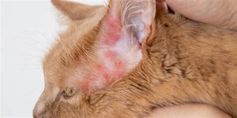 Bacterial Infections in Cats: Causes, Symptoms, & Treatment - Cats.com
