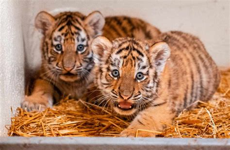 Toledo Zoo Welcomes Two Adorable Tiger Cubs After 9 Years