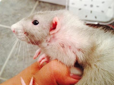 Mites? How to treat? | Rat Forum