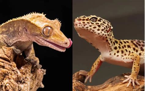 Crested Gecko vs Leopard Gecko (A Comprehensive Comparison) - Gecko Advice