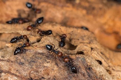 Pavement Ant vs. Carpenter Ant: How Are They Different? - Yale Pest Control