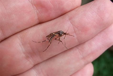 Giant Mosquito Gallinipper