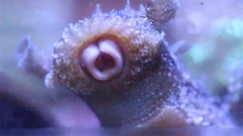 Sea Hare (Sea Slug) eating algae - YouTube