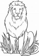 Free & Easy To Print Lion Coloring Pages  Tulamama sketch template
