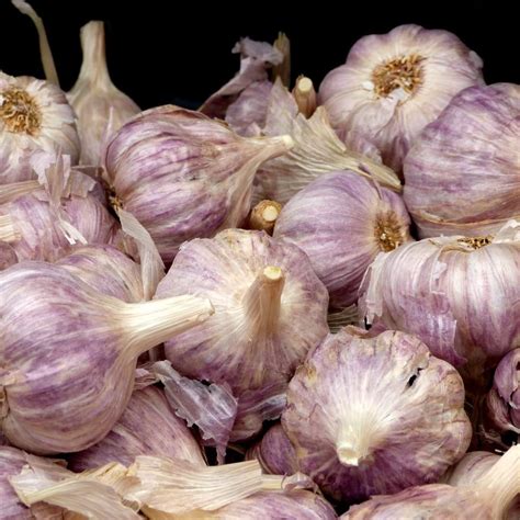 Amazon.com : Hardneck Garlic Bulbs for Planting - 4 Purple Italian Hardneck Garlic Bulbs- Can ...