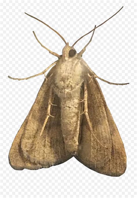 Moth Moths Amethystle Freetoedit - Hofmannophila Pseudospretella Emoji,Moth Emoji - free ...