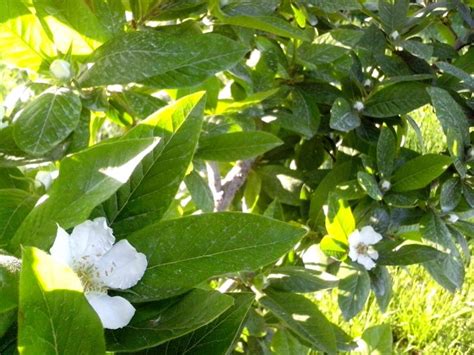 Free picture: medlar, tree, blooming