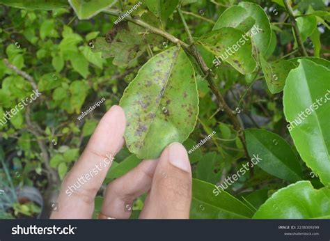 Black Spot Disease On Citrus Leaves Stock Photo 2238309299 | Shutterstock