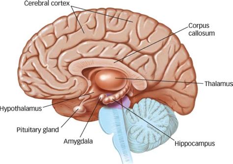 HBS: Internal Brain Structures Diagram | Quizlet