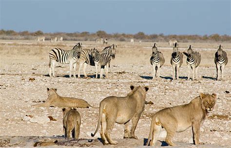 Royalty Free Zebra And Lion Pictures, Images and Stock Photos - iStock