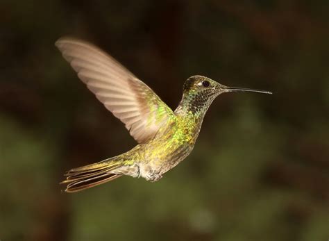 Hummingbird Free Stock Photo - Public Domain Pictures