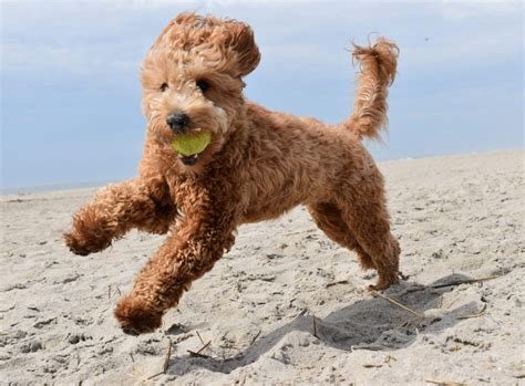 Mini Goldendoodle Puppies For Sale Washington DC